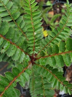Sorbus khumbuensis 